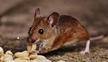 24 Hour & Emergency Exterminators in Lake City, CA
